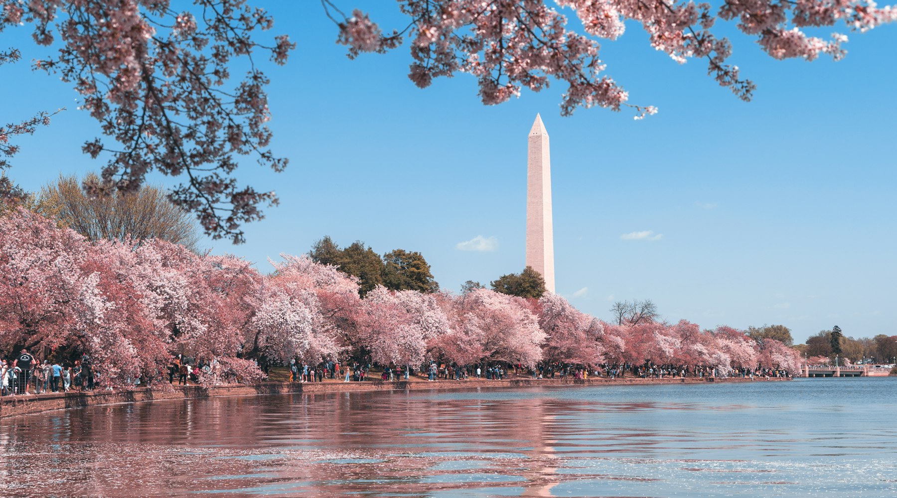 Washington Monument framed by cherry blossoms in Washington, DC
